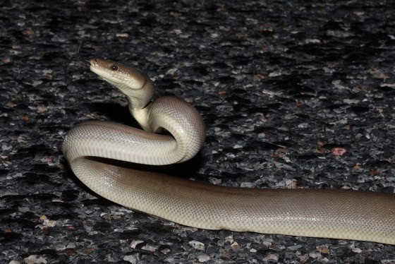 Olive Python Liasis olivaceus investigating