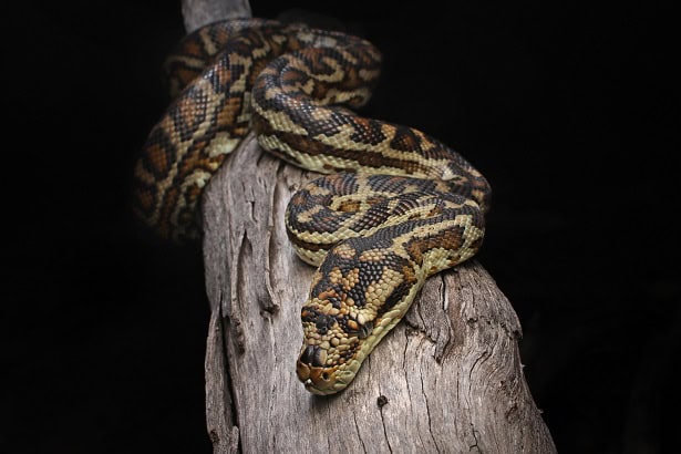Southwestern Carpet Python Morelia imbricata