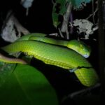 Spot-tailed Pitviper (Trimeresurus erythrurus) danger