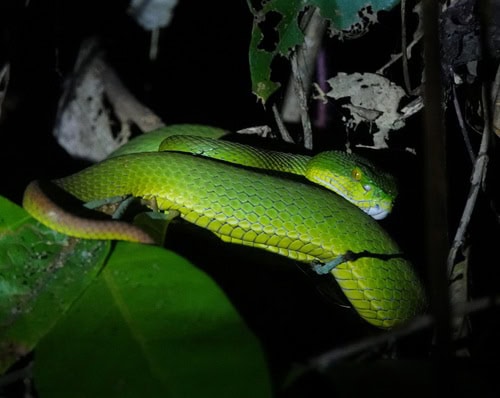 Spot-tailed Pitviper (Trimeresurus erythrurus) danger