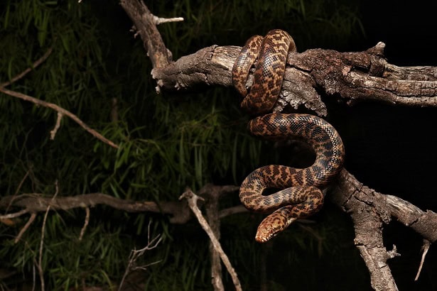 Spotted Python Antaresia maculosa australia
