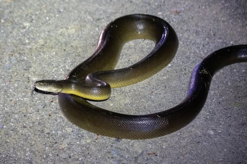 Water Python Liasis fuscus Australia