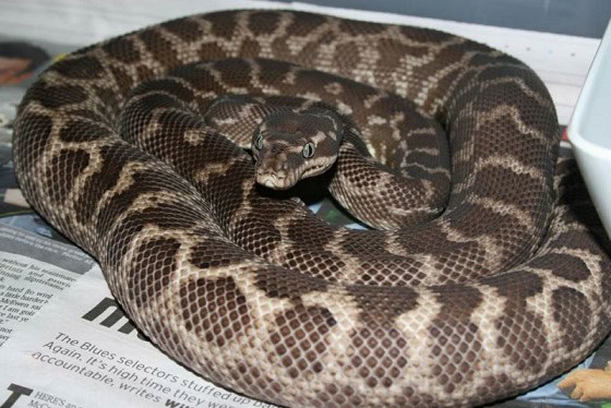 rough-scaled python (Morelia carinata)
