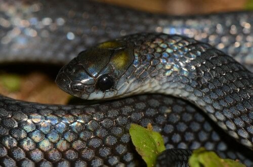 Angolan Shovel-Snout (Prosymna ambigua)