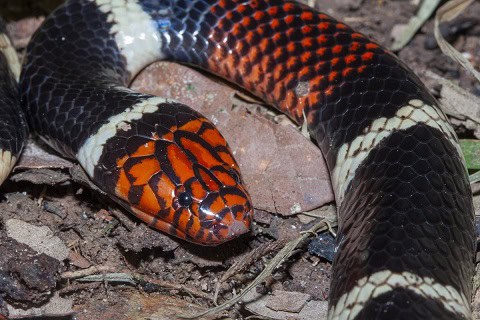 Aquatic Coralsnake (Micrurus surinamensis) eyes