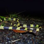 Banded Krait Bungarus fasciatus singapore