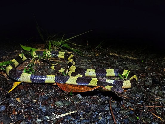 Banded Krait Bungarus fasciatus singapore