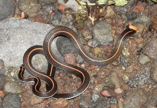 Banded Malaysian Coralsnake Calliophis intestinalis danger