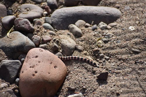 Banded Sand Snake Sonora cincta