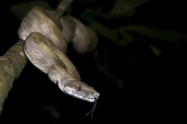 Boa imperator Costa Rica longest snakes
