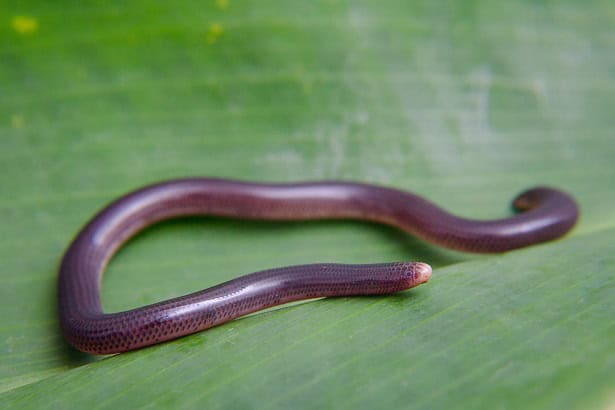 Brongersma's Worm Snake, Amerotyphlops brongersmianus