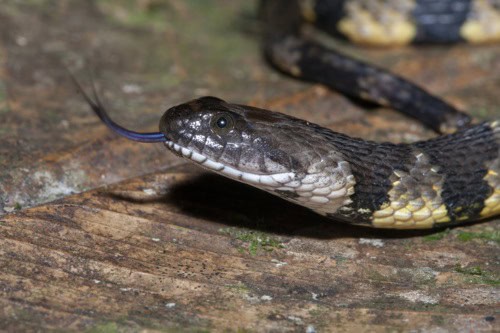 Brown-banded Watersnake Helicops angulatus rough