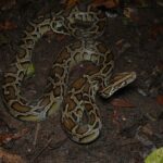 Burmese Python Python bivittatus Thailand