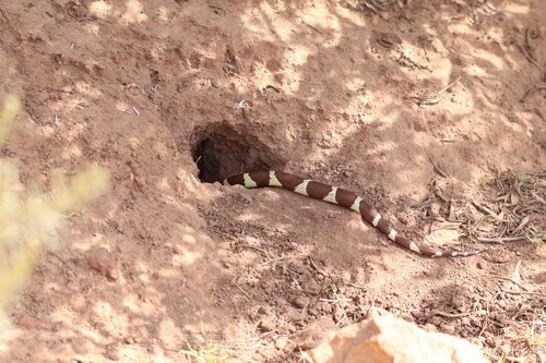 California Kingsnake (Lampropeltis californiae) burrow