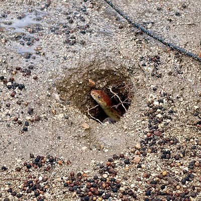 Cape Gopher Snake (Pituophis vertebralis) burrow