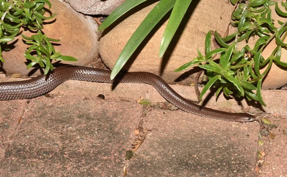 Cape Wolf Snake Lycophidion capense Africa