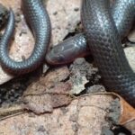Carphophis amoenus eastern worm snake
