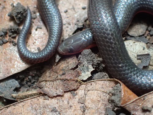 Carphophis amoenus eastern worm snake