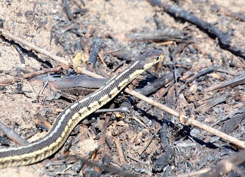 Chicago Garter Snake Thamnophis sirtalis semifasciatus
