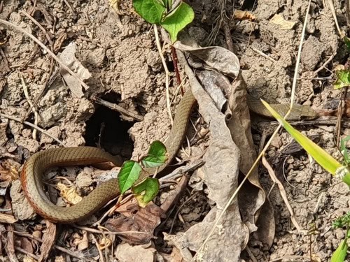 Collared Whipsnake (Demansia torquata) burrows