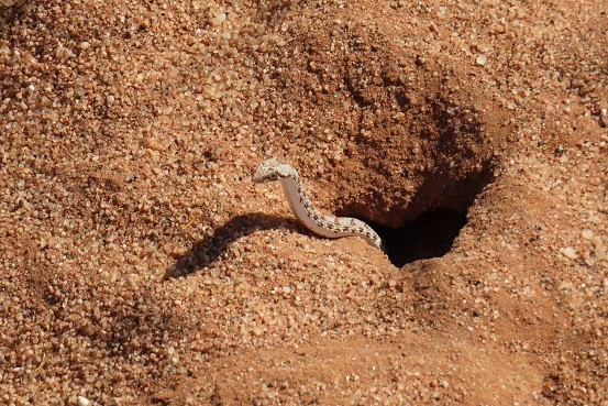 Dwarf Beaked Snake (Dipsina multimaculata) burrow