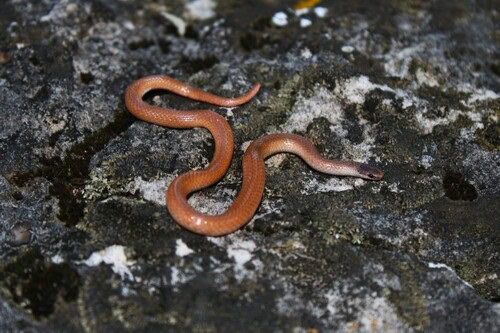 Flat-headed Snake (Tantilla gracilis)