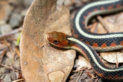 California red-sided garter snake (Thamnophis sirtalis infernalis)