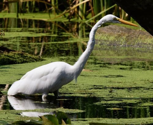 Great Egret Ardea alba anaconda meal