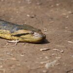 Green Anaconda Eunectes murinus eyes