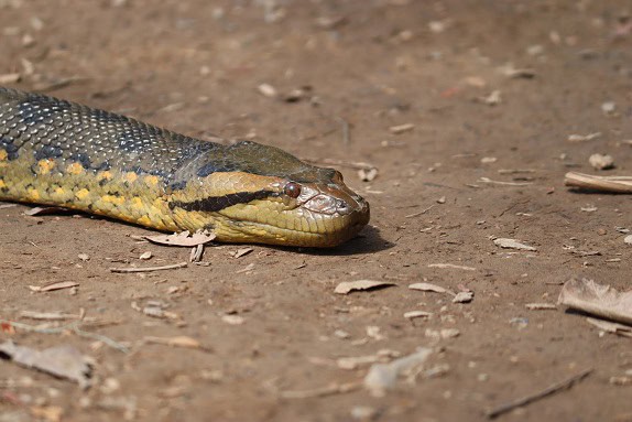 Green Anaconda Eunectes murinus eyes
