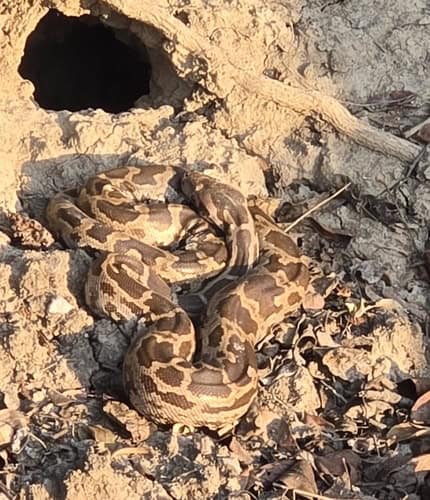 Indian Python (Python molurus) burrow