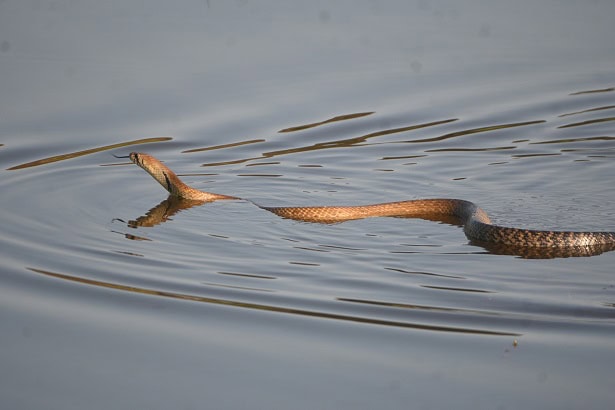 Indigo Snake Drymarchon melanurus