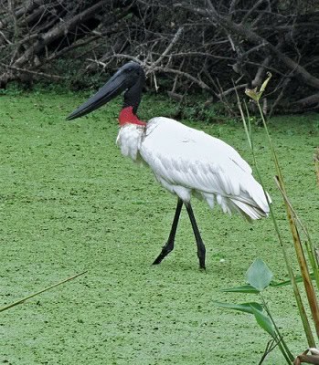 Jabiru Jabiru mycteria anaconda meal