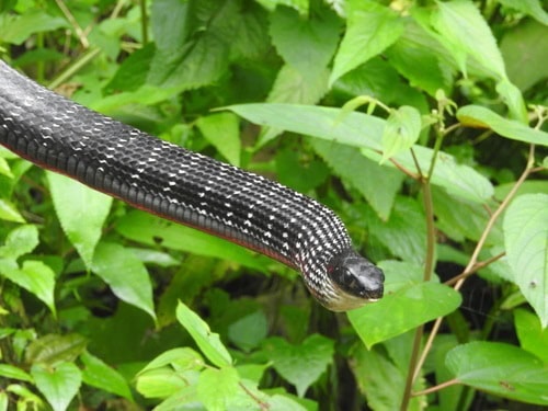 Keeled Rat Snake (Ptyas carinata)