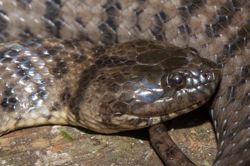 Leopard Keelback (Helicops leopardinus) eyes