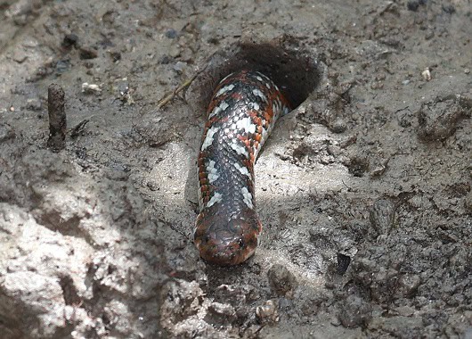 Mangrove Snake Fordonia leucobalia burrow