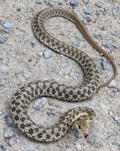 Maritime Garter Snake Thamnophis sirtalis pallidulus
