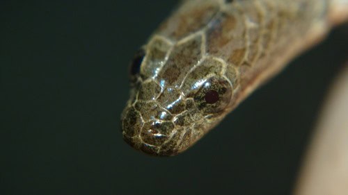 Mekong Mud Snake (Enhydris subtaeniata) eyes
