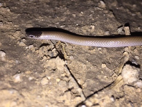 Mexican Black-headed Snake Tantilla atriceps