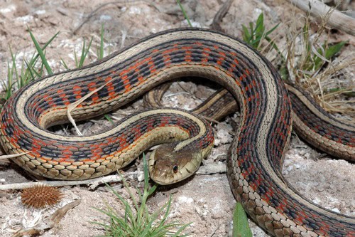 New Mexico Garter Snake Thamnophis sirtalis dorsalis