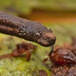 Northern Eyelash Boa Tropidophis boulengeri rough