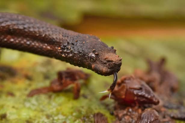 Northern Eyelash Boa Tropidophis boulengeri rough