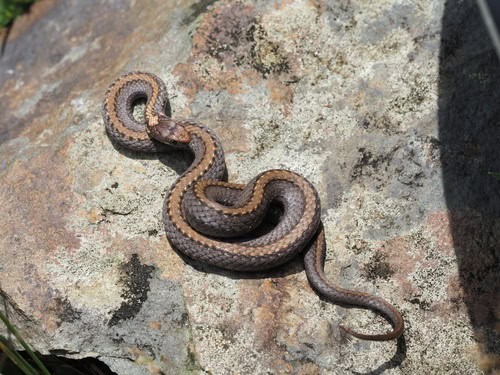 Northern Redbelly Snake Storeria occipitomaculata