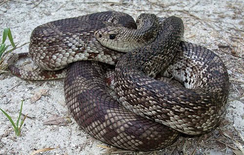 Pine Snake (Pituophis melanoleucus) rough