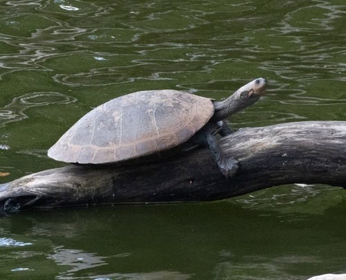 Podocnemis expansa turtle anaconda meal