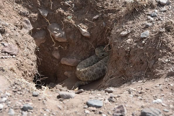 Prairie Rattlesnake (Crotalus viridis) burrow