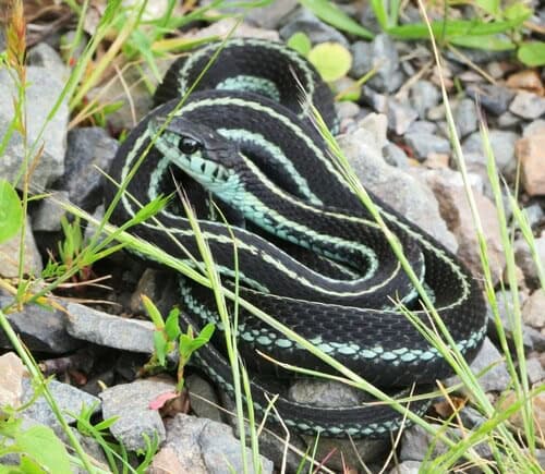 Puget Sound Garter Snake Thamnophis sirtalis pickeringii