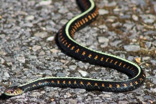 Red-spotted Garter Snake Thamnophis sirtalis concinnus
