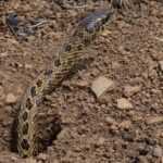 Rhombic Skaapsteker (Psammophylax rhombeatus) burrow