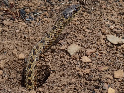 Rhombic Skaapsteker (Psammophylax rhombeatus) burrow